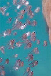 Tiny fish fry. 105mm. by Derek Haslam 